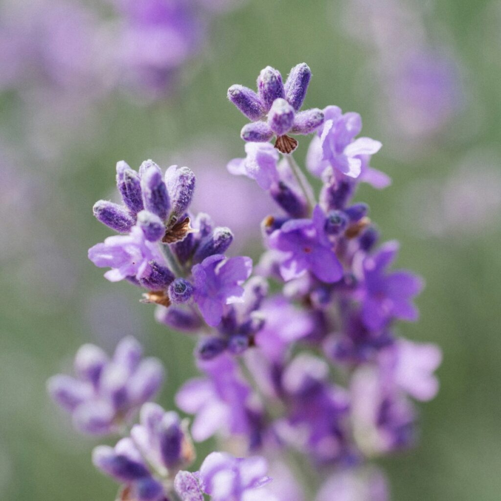 Violette Lavendelblüte für Tipps zum Umgang mit Trauernden
