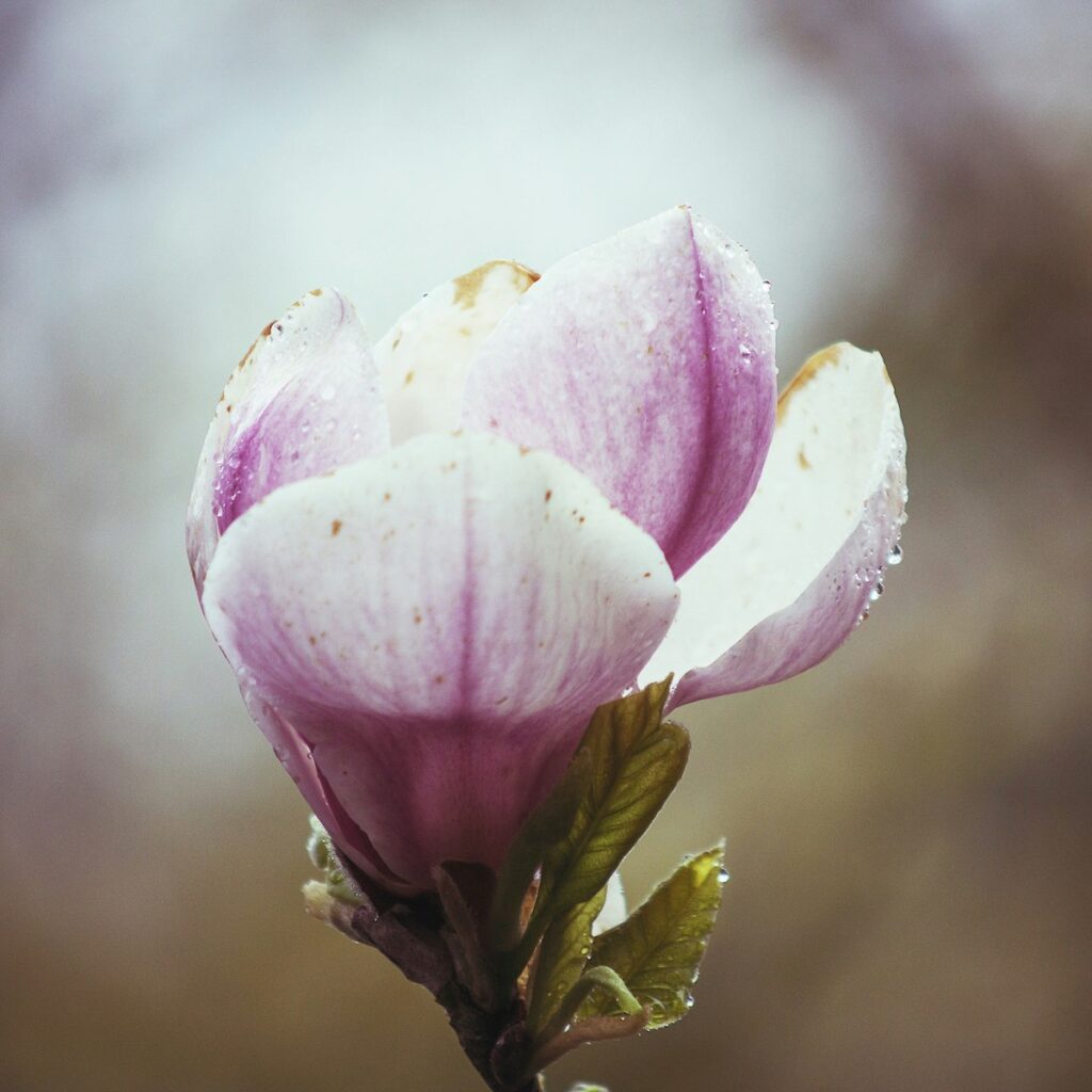 Rosa Magnolie für Unbewusste Trauer – Den verborgenen Schmerz erkennen