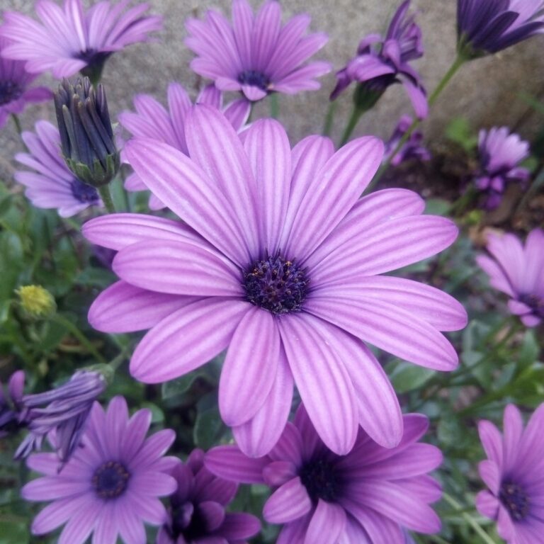 Violette Blüte für Der Tod als Wandlungskraft bei taruerlicht