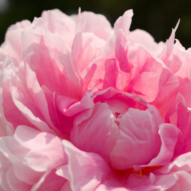 Rosa Blüte für Wunsch Checkliste bei trauerlicht