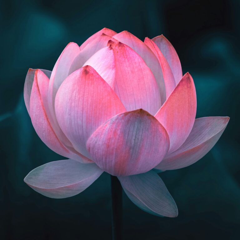 xxx-trauerlicht-a-message-aarn-giri-B1cJcYPoFxY-unsplash