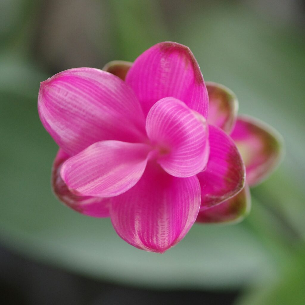Magenta Blüte für Meisterseelen – Alte Seelen mit einem besonderen Auftrag
